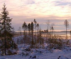 The contribution of particulate matter to forest decline