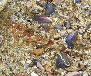 New species of fish in Sweden
