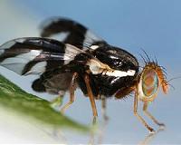 Fruit flies help explain why humans yearn for protein