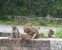 Morocco fights to save its iconic monkey