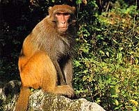 Monkeys Use Baby Talk To Interact With Infants