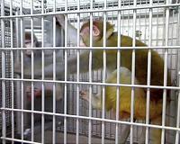 Rhesus monkeys can learn to see themselves in the mirror