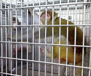 New technique could reduce number of animals needed to test chemical safety