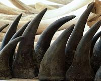 San Diego zoo burns $1 mn worth of rhino horn