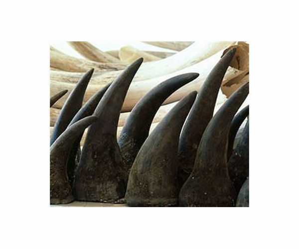 Rhino horn NFT going on auction in South Africa