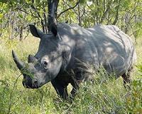 100 S. African rhinos moving to Botswana to escape poachers
