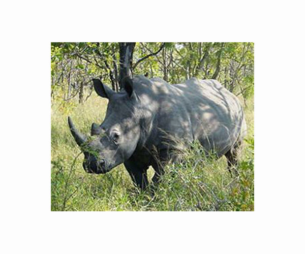 Orphaned rhinos find safe refuge in S.Africa sanctuary