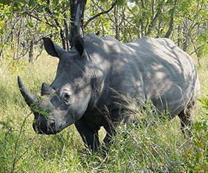 S.Africa rhino poaching toll approaches 1,000
