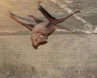 Mouse-tailed bat first mammal discovered hibernating at warm temps