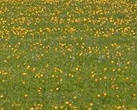 Forage crop promising as ecologically friendly ornamental groundcover