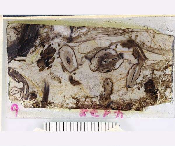 Fossil site is 'Rosetta Stone' for understanding early life