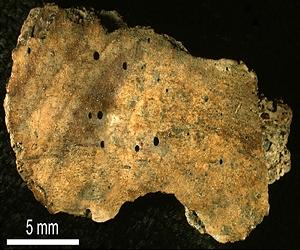 Bone-Eating Worms 30 Million Years Old
