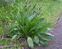 Plants cope with climate change at genetic level