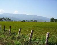 Incentives needed to improve grain markets in India