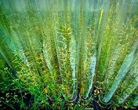 Unlocking the rice immune system