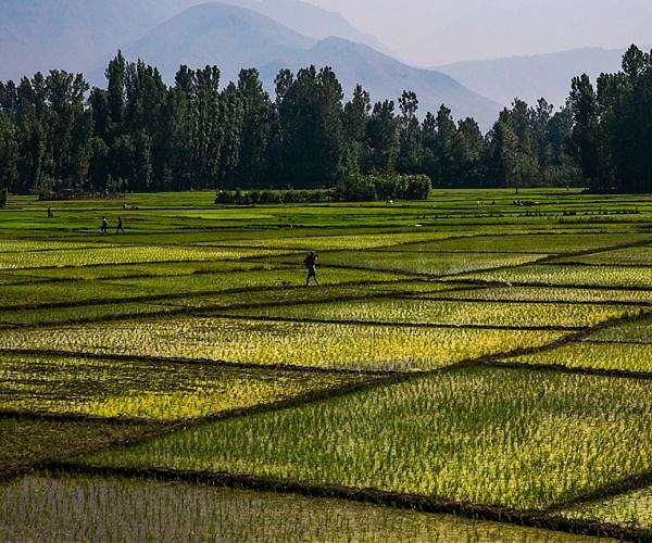 Growing rice in the UK 'not so crazy' as climate warms