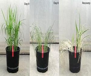 Flood-Tolerant Rice Plants Can Also Survive Drought