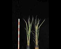 New rice strain could help farmers predetermine harvest time