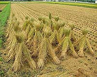 Grain Will Not Become Oil