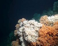 Robots help to map England's only deep-water Marine Conservation Zone