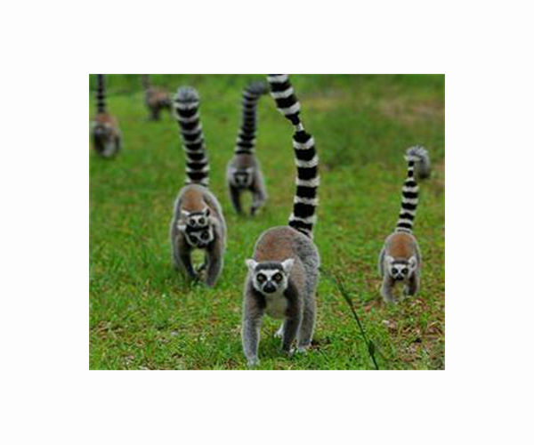 Flexible diet has helped leaf-eating lemurs survive deforestation