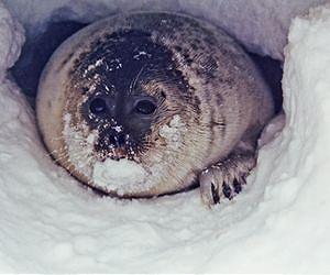 Shrinking snow depth on Arctic sea ice threatens ringed seal habitat