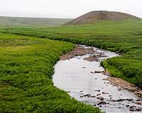 Complex river networks sustain more resilient, diverse animal populations