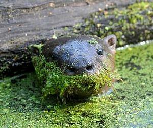 Illinois river otters exposed to chemicals banned decades ago