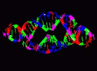 Master Transcribing Machine Achieves Near Perfection In RNA