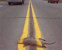 Road Kill Leads To Study Of Highway Impact On Environment