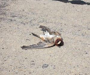 Where, oh where, has the road kill gone?