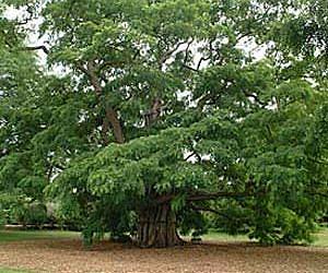 Inspiration from Mother Nature leads to improved wood