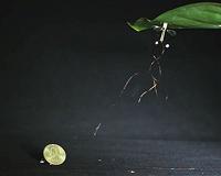 Using static electricity, RoboBees can land and stick to surfaces