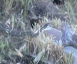 Robosquirrels versus rattlesnakes