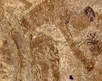 Earliest evidence discovered of plants cooked in ancient pottery