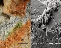 Antarctic fungi survive Martian conditions on the International Space Station