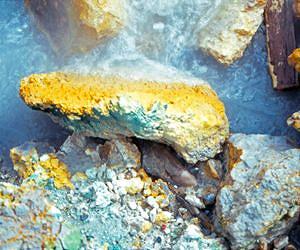 How to Thrive in Battery Acid and Among Toxic Metals