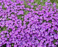 Biodiversity loss shifts flowering phenology at same magnitude as global warming