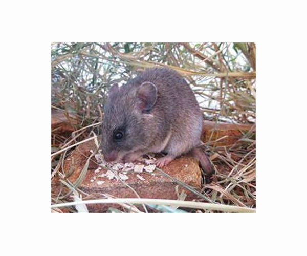 Mouse to go: Rodent kebabs fill empty stomachs in virus-hit Malawi
