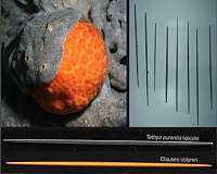 Sea sponges offer clues to how human-made structures can resist buckling