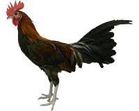 Cock of the walk: Trump to thrive in Year of the Rooster