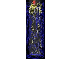 Want bigger plants? Get to the root of the matter