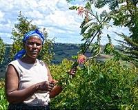 Crop intensification can be a long-term solution to perennial food shortages in Africa