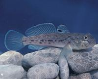 A fish too deep for science