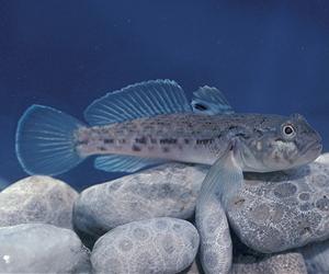 Invasive Fish And Mussels Team Up To Transfer Toxic Substances