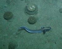 Data backs limits on deep-sea fishing by depth