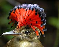 Why Do Birds Migrate