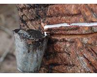 Where do rubber trees get their rubber