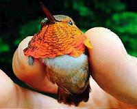 Precipitation may be key in bird adaptation to climate change