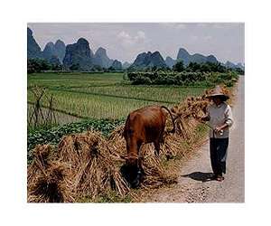 Friendships promote better farming in developing countries